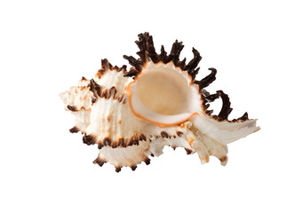 the sea shell