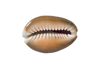 the sea shell