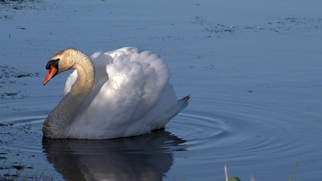 swan swimming in the lake 