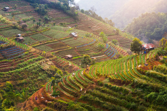 Tea plantation in Thailand