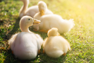 Cute ducklings