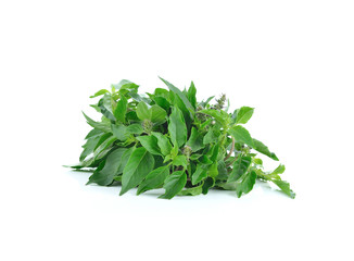 basil leaves isolated on the white background