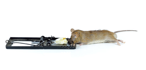 An unlucky rat in a trap