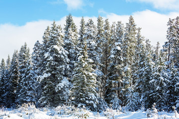 Winter forest