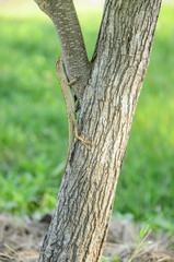 Lizard on tree