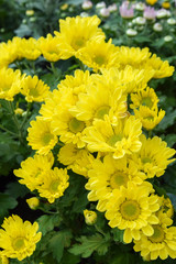 group of yellow flower