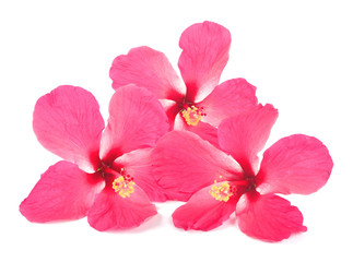 Fototapeta na wymiar Pink hibiscus isolated on white background