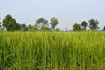 rice field