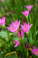 Beautiful rain lily flower. Zephyranthes Lily ,Fairy Lily, Littl