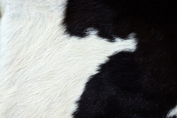 Close up of an animal colored fur texture