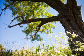 Wild plant and wood against the blue sky