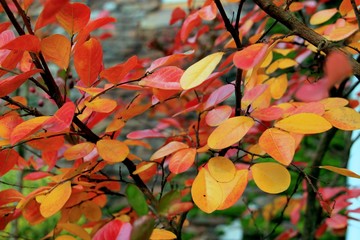 Feuilles d'automne.