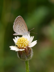 Plakat Butterfly name 