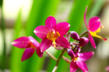 Fototapeta na wymiar ground orchid flowers in the tropical rain forest