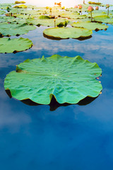 Lotus leaf on pond