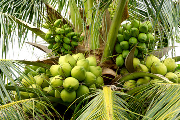 green coconut at tree © noppharat