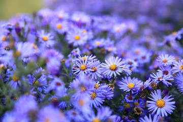 small purple asters wildflowers background - obrazy, fototapety, plakaty