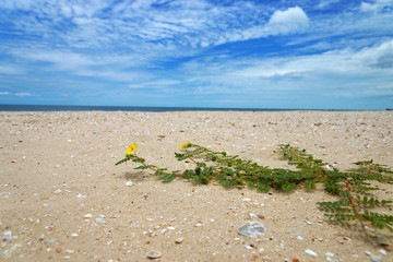 Fototapeta na wymiar Yellow flowers on the beach. (Tribulus terrestris Linn.)