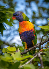 lorikeet
