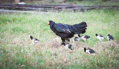 Obraz premium little chicken walking with hen