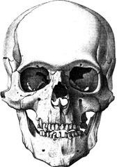 Vintage drawing Human skull - 95161312