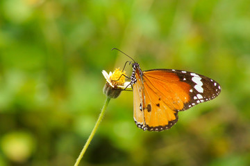 Butterfly name "Red Lacewing" on a grass flower. (Cethosia bibli