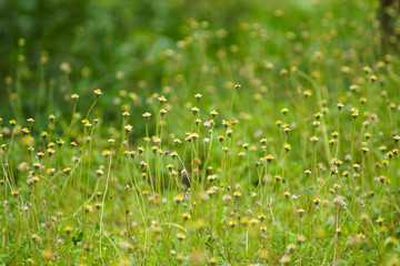 Mexican daisy (Tridax procumbens L.)