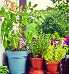 Fototapeta na wymiar Gardening at home on the balcony, pots with herbs and wisteria