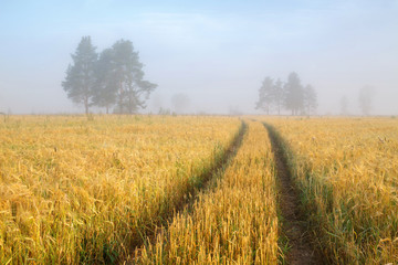 Road in field