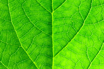 Fototapeta na wymiar Green leaves of Glory Bower (Clerodendrum chinense (Osbeck) Mabb
