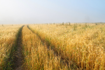Fototapeta premium Road in field