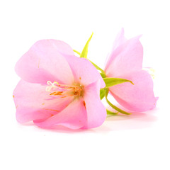 Fototapeta na wymiar Pink flower Rose of Sharon (Hibiscus syriacus)