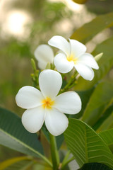 Obraz na płótnie Canvas white and yellow frangipani flowers