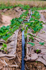 Water pipe supply garden farm strawberries berries in field Wang Nam Kheaw