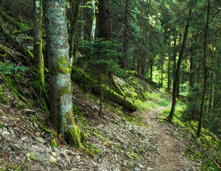 Scenic summer mountain forest background with mossy trees and a path. Hiking concept.