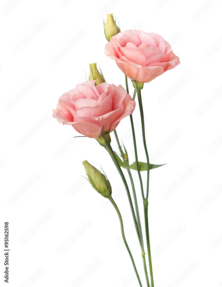 Poster pink flowers isolated on white. eustoma