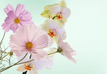 Spring light pink flowers.Floral card