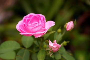 Fototapeta na wymiar Pink roses for extraction of essential oils. (Rosa damascena)