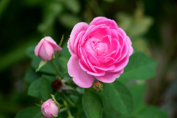 Pink roses for extraction of essential oils. (Rosa damascena)