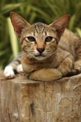 Bengal cat in light brown and cream on the timber