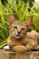 Bengal cat in light brown and cream on the timber