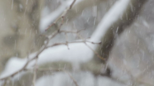 Snowing on a tree branch close-up. Defocused.