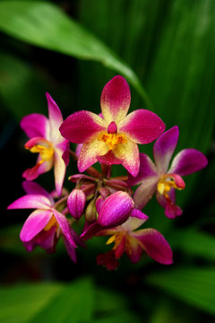 Fototapeta ground orchid flowers in the tropical rain forest
