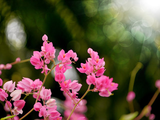 Coral Vine, Mexican Creeper, Chain of Love