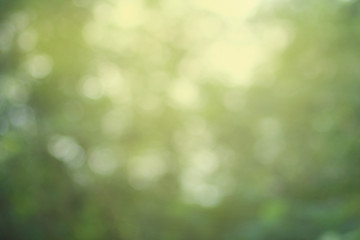 Obraz premium abstract background green wallpaper design blur texture blurred soft color