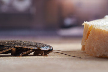 Таракан на кухонном столе. Таракан щупает усами хлеб. проблема насекомых в квартире. Мерзкий таракан  - obrazy, fototapety, plakaty