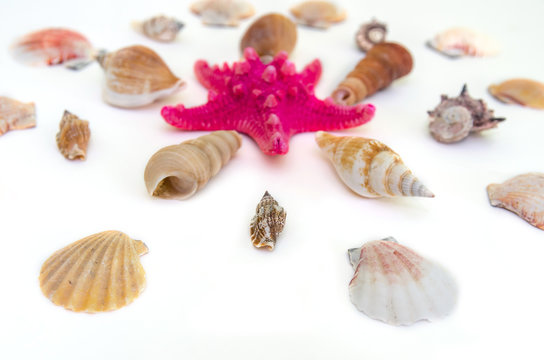 Plate full of seashells isolated on a white background