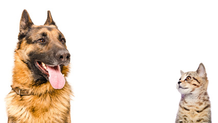 Portrait of a German shepherd and a kitten Scottish Straight