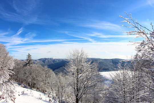 Winterwald