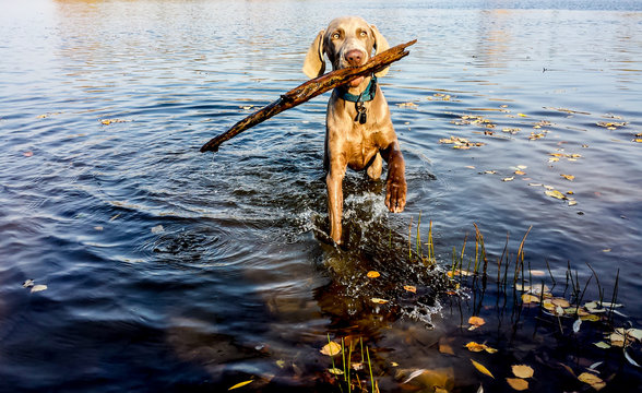 Weimaraner apportiert Stock im Wasser, hund in aktion in der natur
